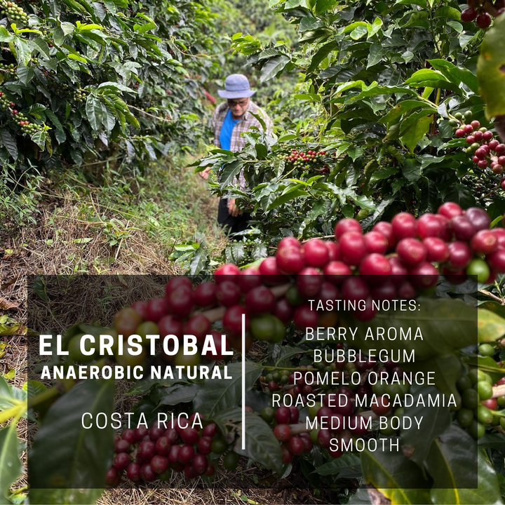 Costa Rica El Cristobal Anaerobic Natural